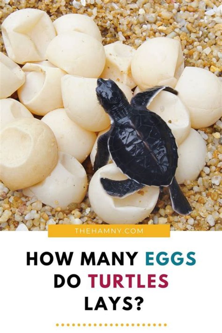 How Many Babies Do Turtles Have? How Many Eggs Do They Lay?