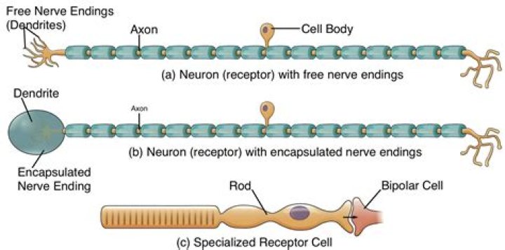How Many Nerve Endings Are in the Anus?