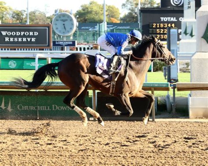 How Much Does a Racehorse Cost? 2024 Price Guide