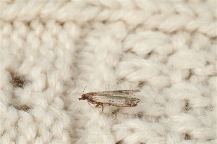 How To Get Rid of Clothes Moths in Wool Garments