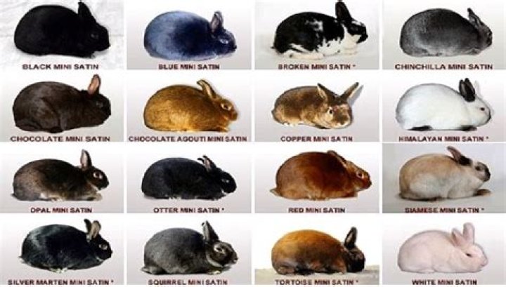 How to Identify Your Rabbit’s Breed: 5 Things to Look For (with Pictures)
