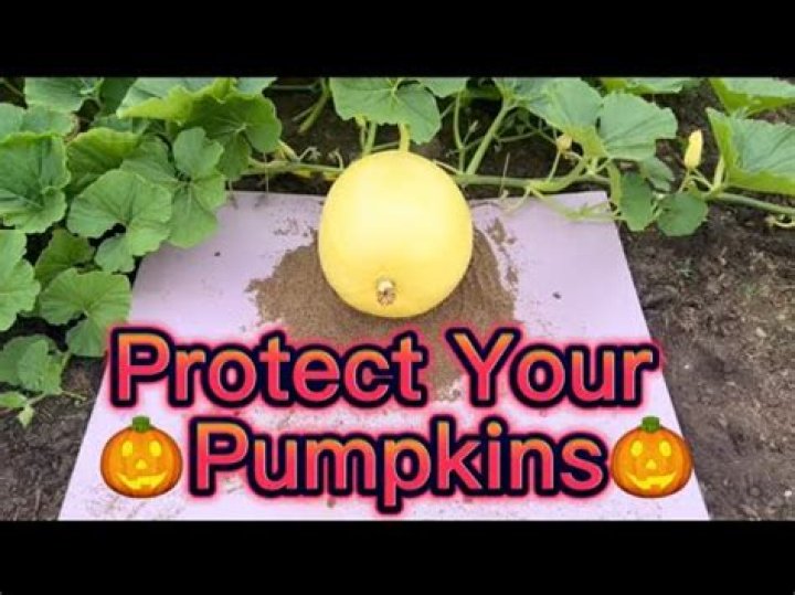 How to Protect Your Carved Pumpkins from Pests