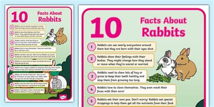 How to Take Care of a Rabbit: Fact Sheet & Advice 2024