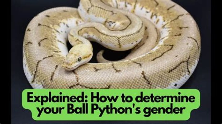 How to Tell If a Ball Python Is Pregnant (With Pictures)
