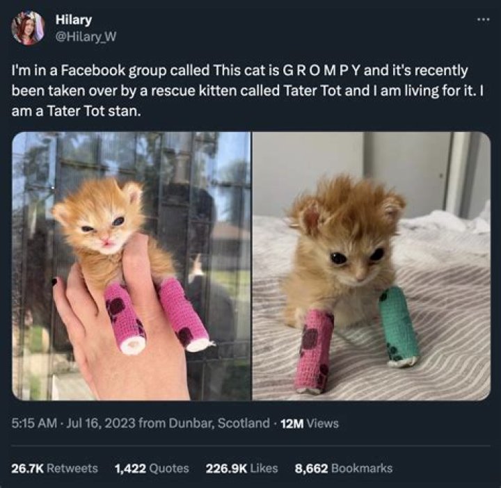 Is The Tater Tot Cat Dead?