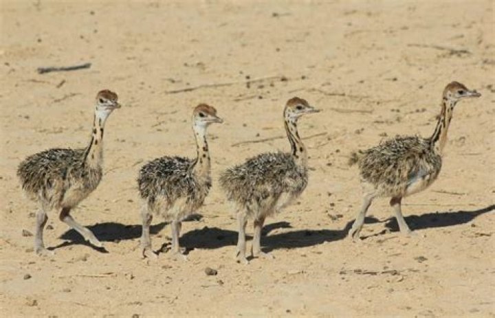 Israel - Desert Wildlife Program