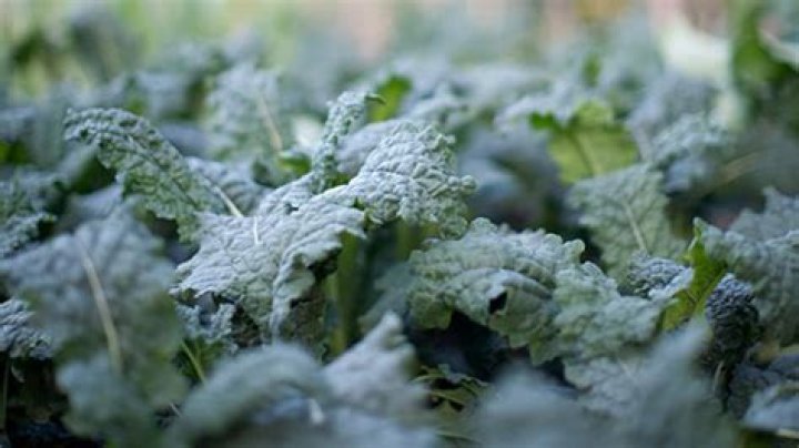 Know your cavolo nero - Food News News