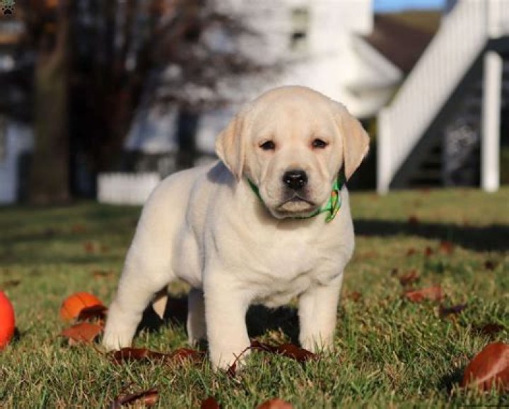 Labrador Retriever Puppies for Sale in Michigan: 2024 Breeders List