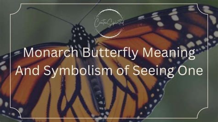 Monarch Butterfly Meaning and Significance