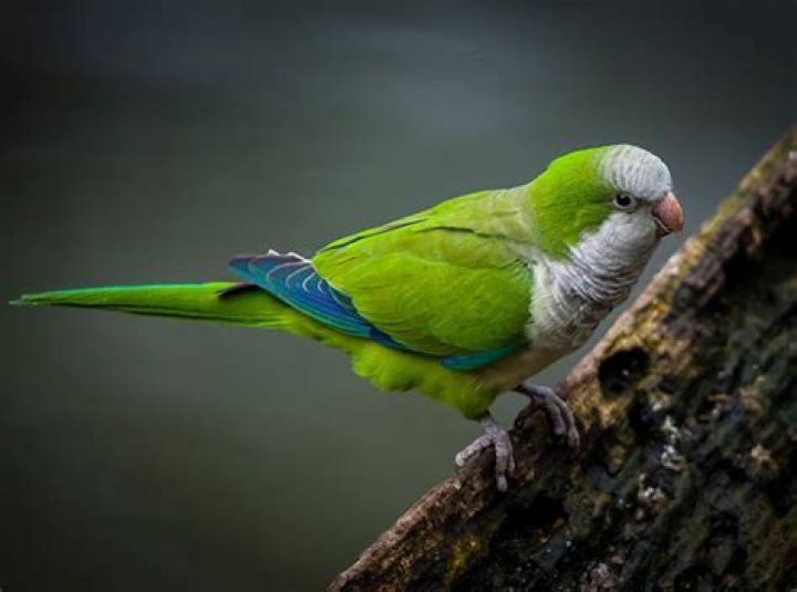 Monk Parakeet: Facts, Care, Diet & Habitat (With Pictures)