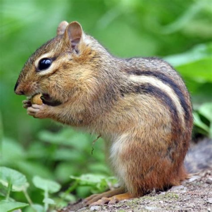 My Computer makes People sound like Electronic Chipmunks!