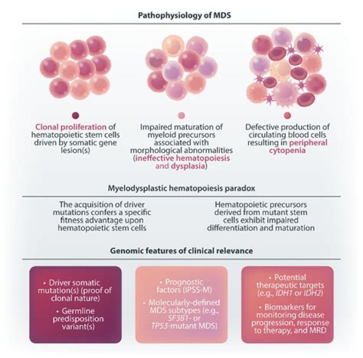 Myelodysplastic Syndromes (MDS) and Elderly Leukemia