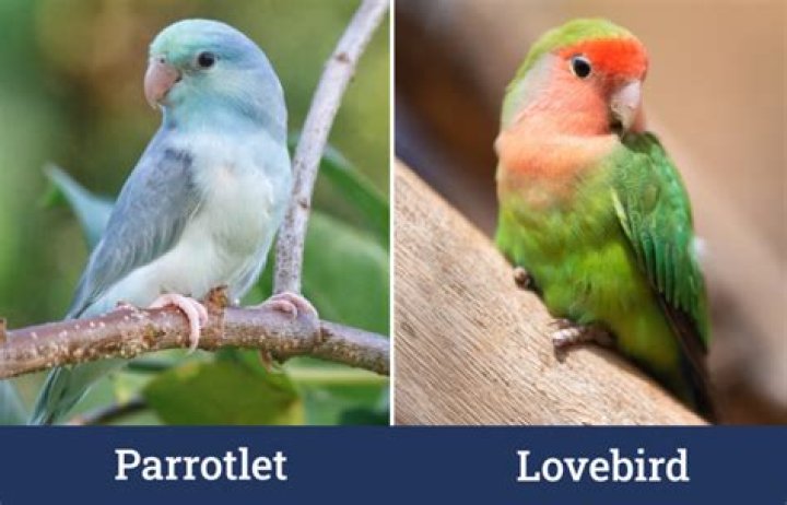 Parrotlet vs. Lovebird: What’s the Difference? (With Pictures)