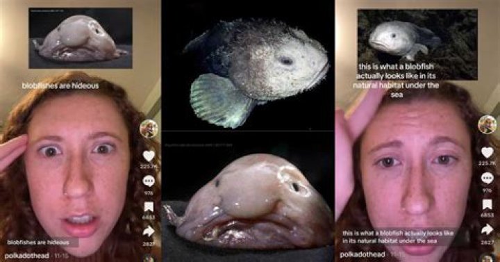 Photos from The 5 Blobfish On The Internet That Happen To Look Just Like Ted Cruz