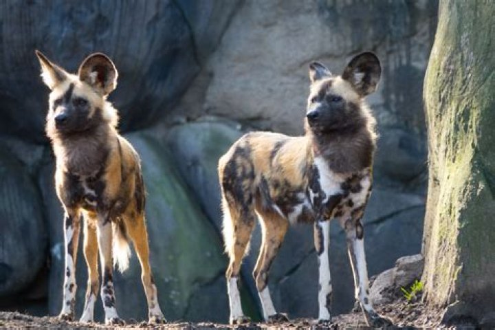 Pittsburgh Zoo Painted Dogs: African Painted Dogs Pittsburgh Zoo