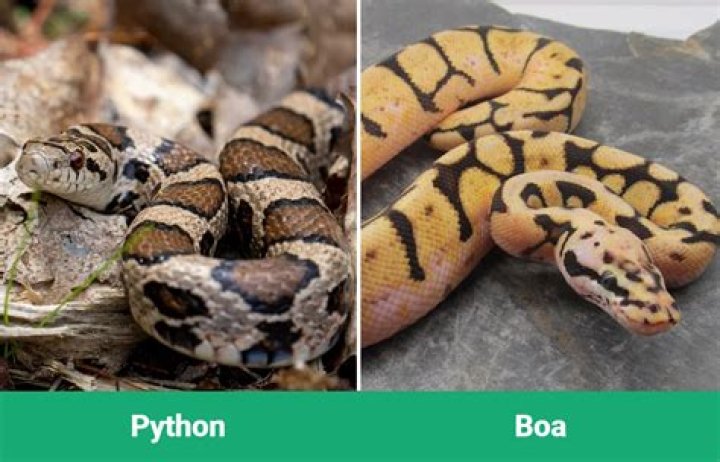 Python vs Boa: The Main Differences (With Pictures)