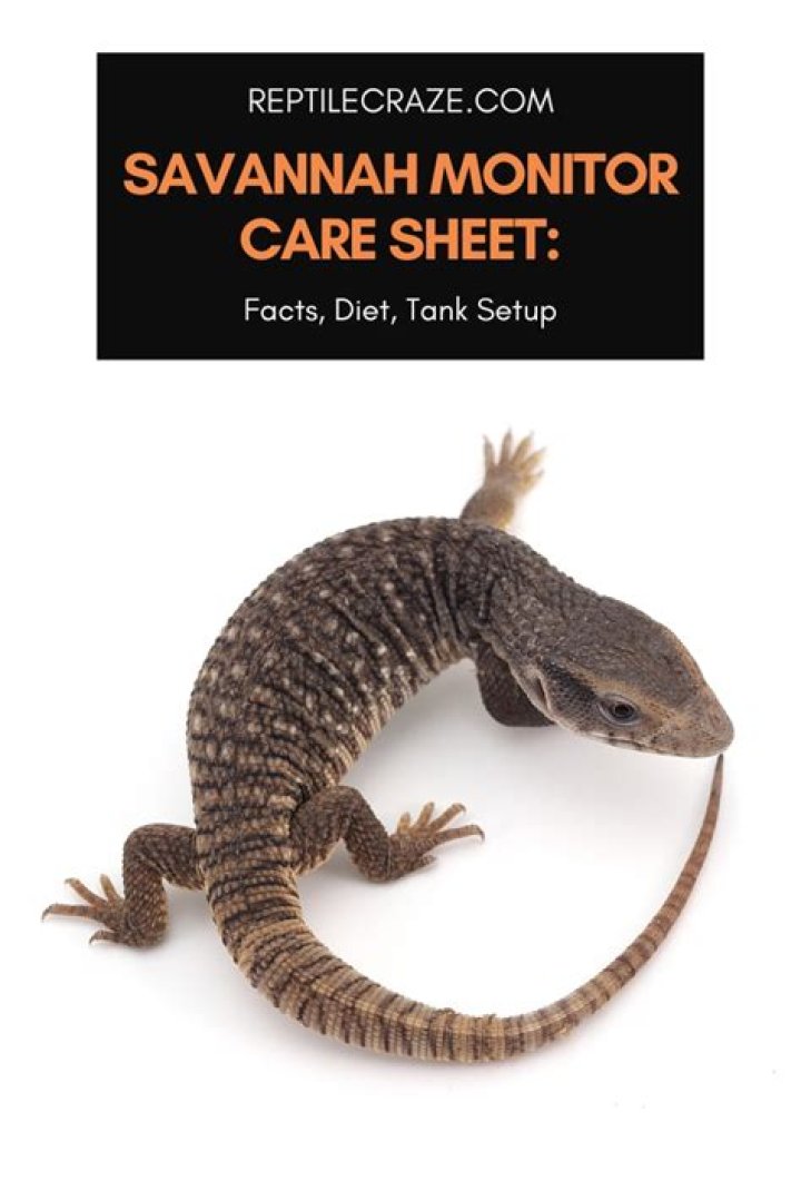 Savannah Monitor Lizard: Care Sheet, Lifespan & More (with Pictures)