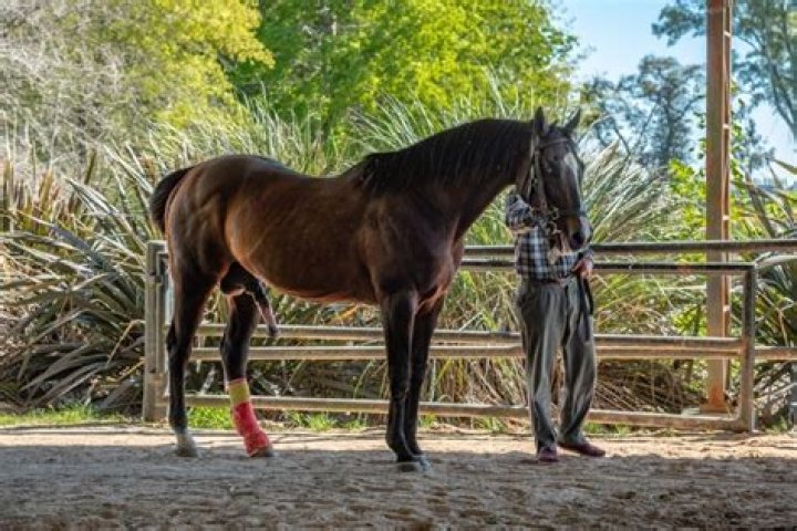 Sheath Cleaning for Horses: Steps & Facts