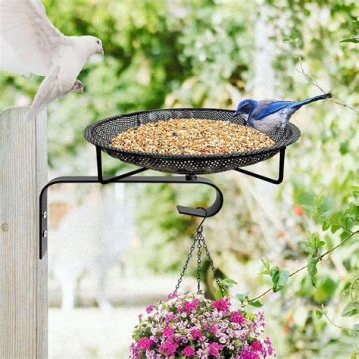 Should You Take Down Your Bird Feeder in the Summer?