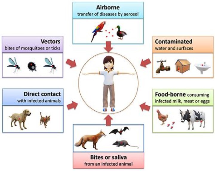 The 5 Diseases You Can Catch from Your Pet