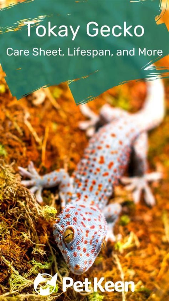 Tokay Gecko: Care Sheet, Lifespan, and More (With Pictures)