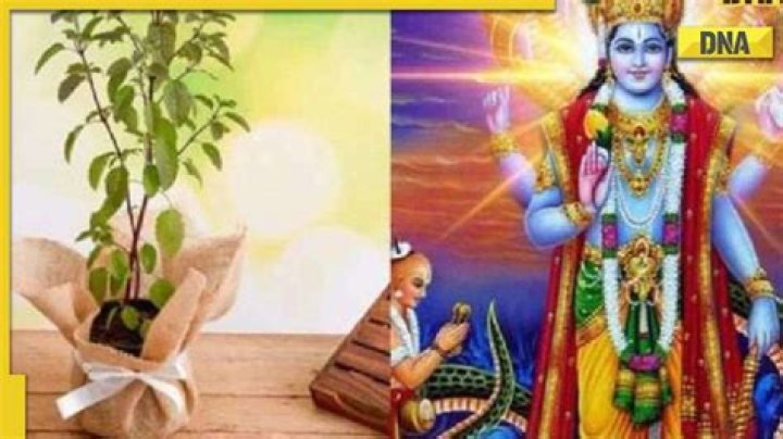 Tulsi Vivah 2021: Dates, Rituals, Rules, and More
