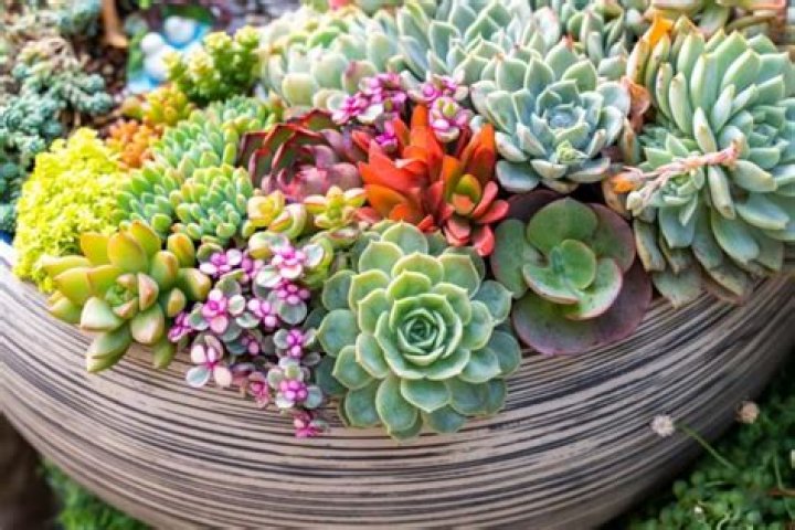 What Are String Succulents And Where Do I Buy Them?