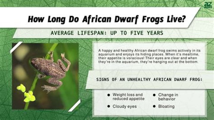 What Do African Dwarf Frogs Eat in the Wild & as Pets? Diet & Health Facts