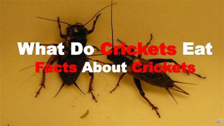 What Do Crickets Eat? Diet & Health Facts