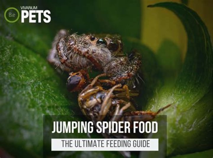 What Do Jumping Spiders Eat in the Wild and as Pets? Diet & Health Facts