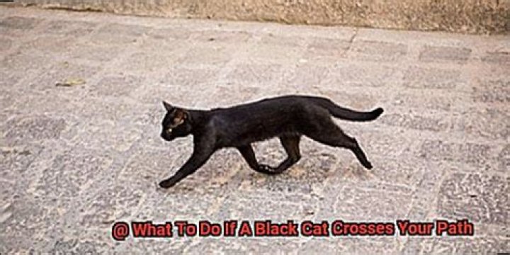 What to Do if a Black Cat Crosses Your Path? Is it Necessarily a Bad Omen?