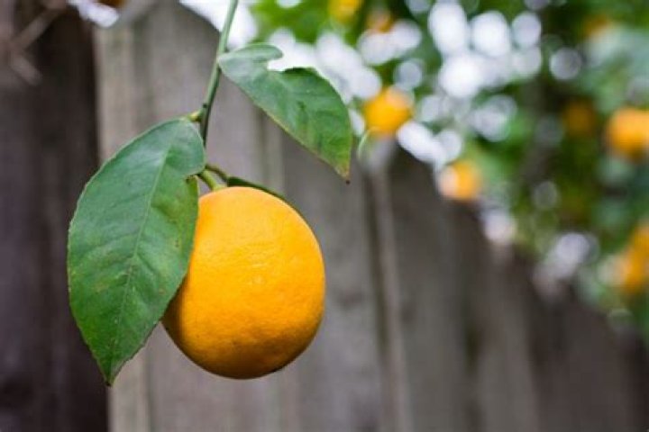 What To Know About Growing Meyer Lemon Trees