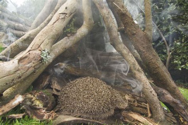 Where Do Hedgehogs Live? Facts, Types & Habitat