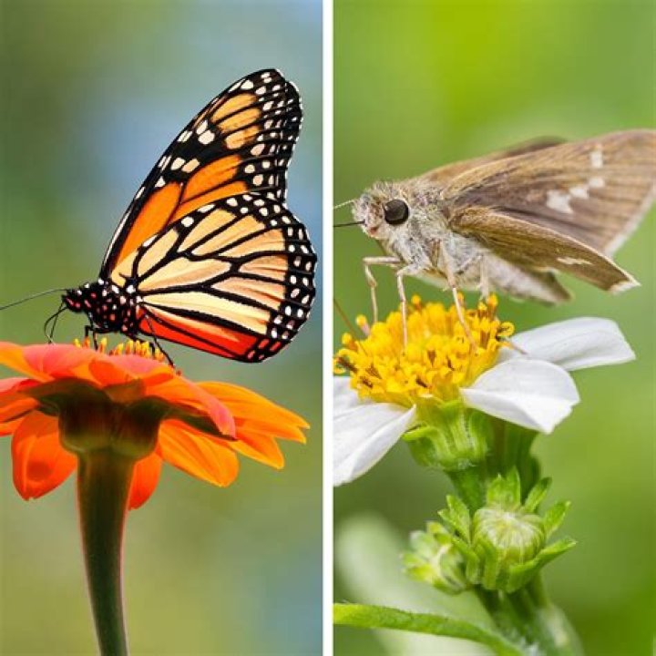 Which Is the Better Pollinator?