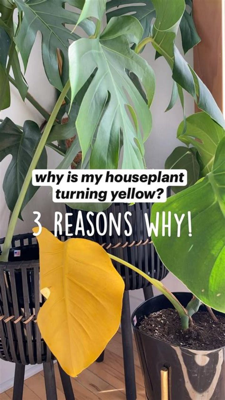 Why Are My Houseplant Leaves Turning Yellow?
