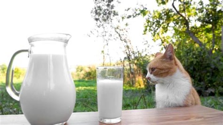 Why cats should not drink milk