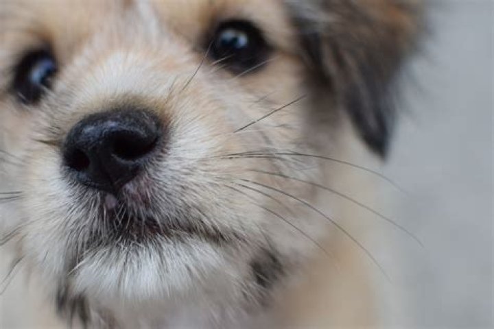 Why Do Dogs Like to Sniff Crotches? 5 Common Reasons