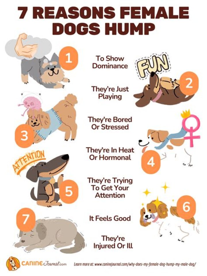 Why Do Female Dogs Hump? The 6 Common Reasons
