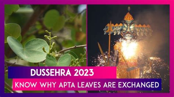 Why do People Distribute Apta Tree Leaves on Dussehra and Vijayadasami day?