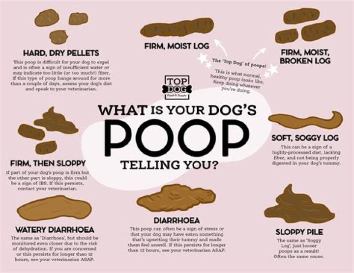 Why Does My Poop Smell Like Diesel Fuel? Causes and Solutions