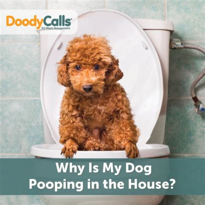 Why Is My Dog Pooping in the House?